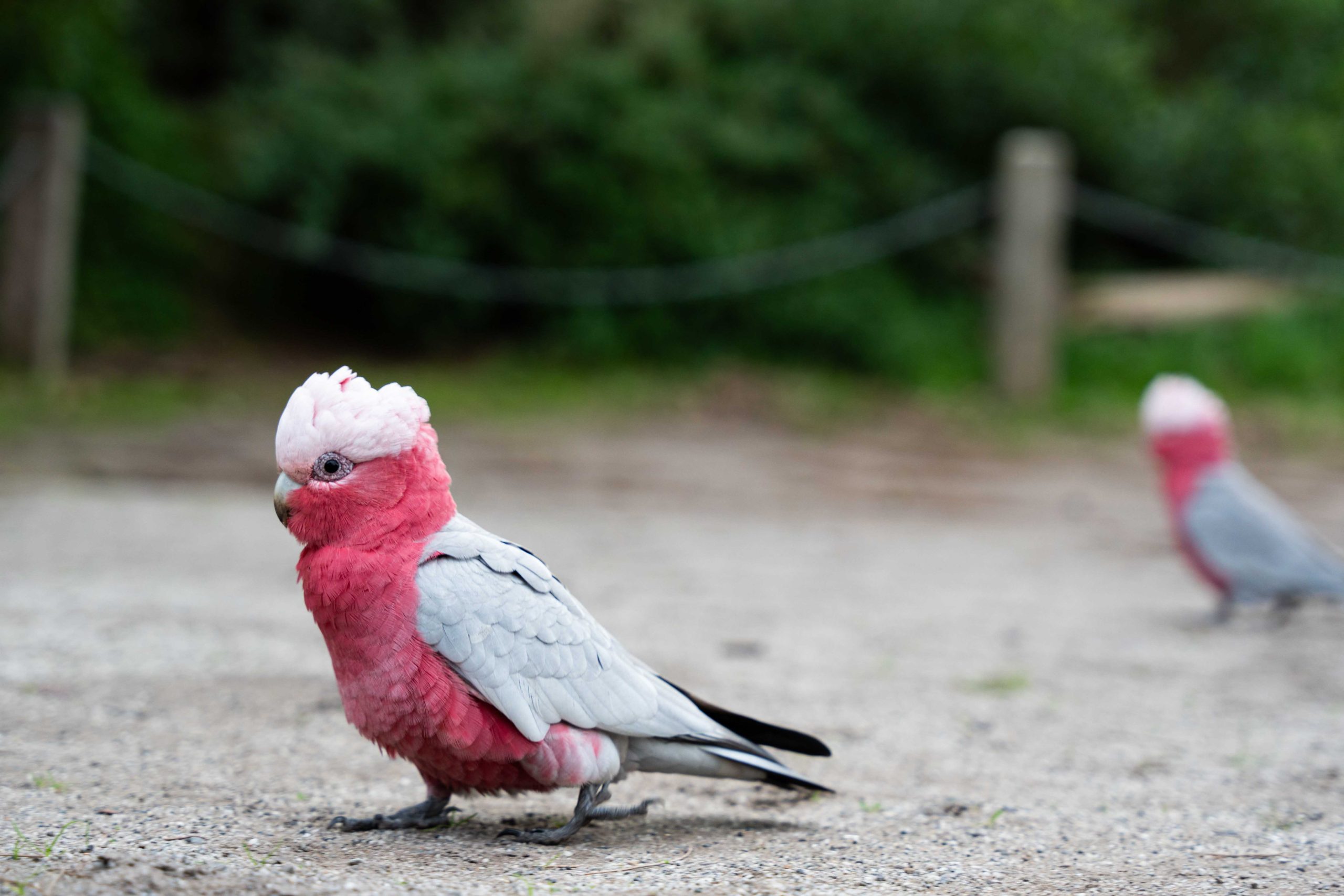 Photographe animalier de Perroquet, Sydney