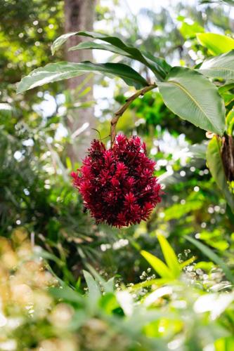 Jardin Botanique, Cairns