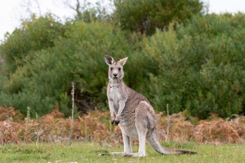 Kangourou, Wilson Promontory