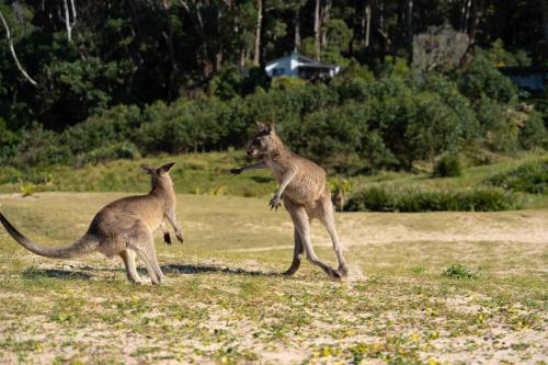 Kangourous, Pebbly Beach