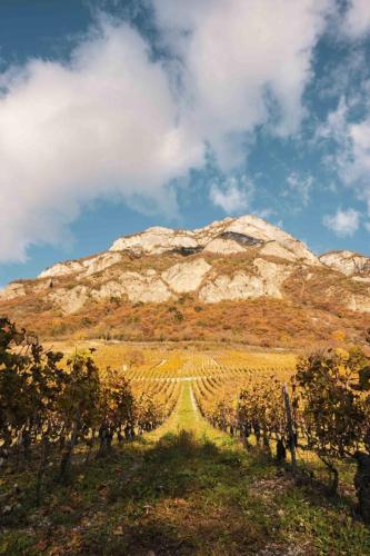 Vignes, Chignin (73)