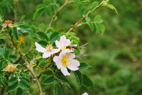 Abeille-sur-une-fleur