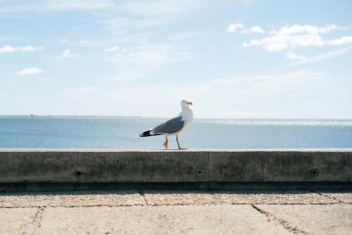 Mouette-la-Grande-Motte