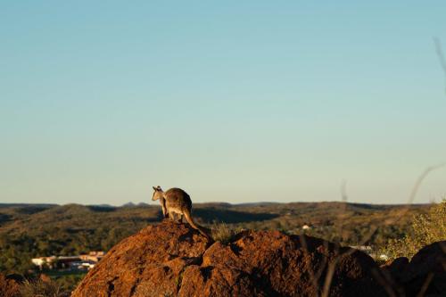 Wallaby-Jardins-Botaniques-dAlice-Spring