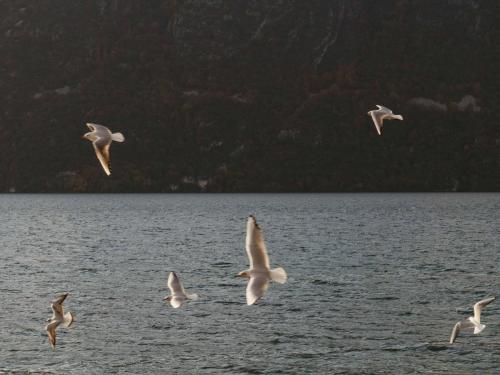 des-mouettes-lac-dAix-les-Bains