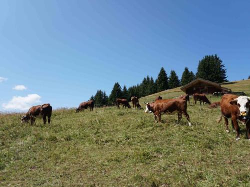 des-vaches-Merdassier