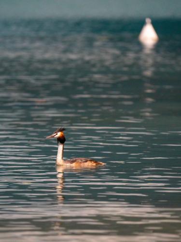 un-canard-Doussard