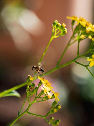 une-abeille-La-Ciotat